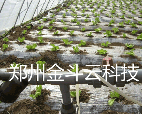 山东寿光大棚青菜黄瓜视频APP6工程