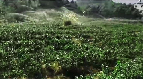 六盘水茶园黄瓜视频APP6项目